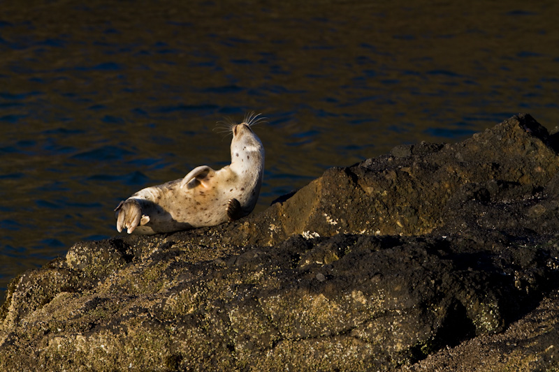 Baby Harbor Seal